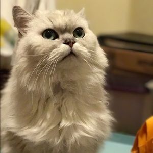 Meet your Posher, Carole